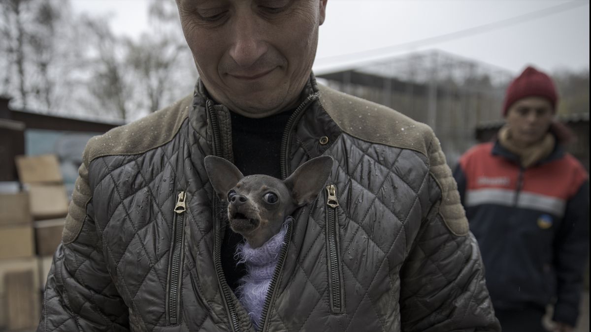 Přišli o své páníčky. Fotky ze Lvova ukazují záchranu opuštěných psů a koček